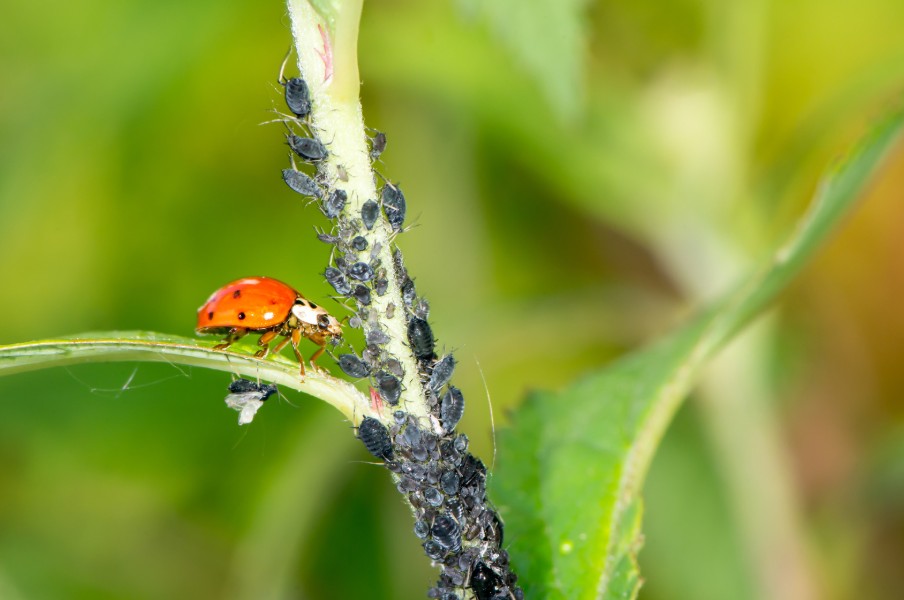 הדברה ביולוגית